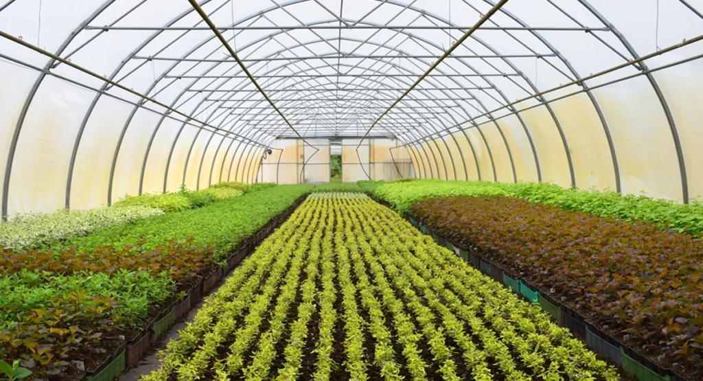 The Greenhouse Effect